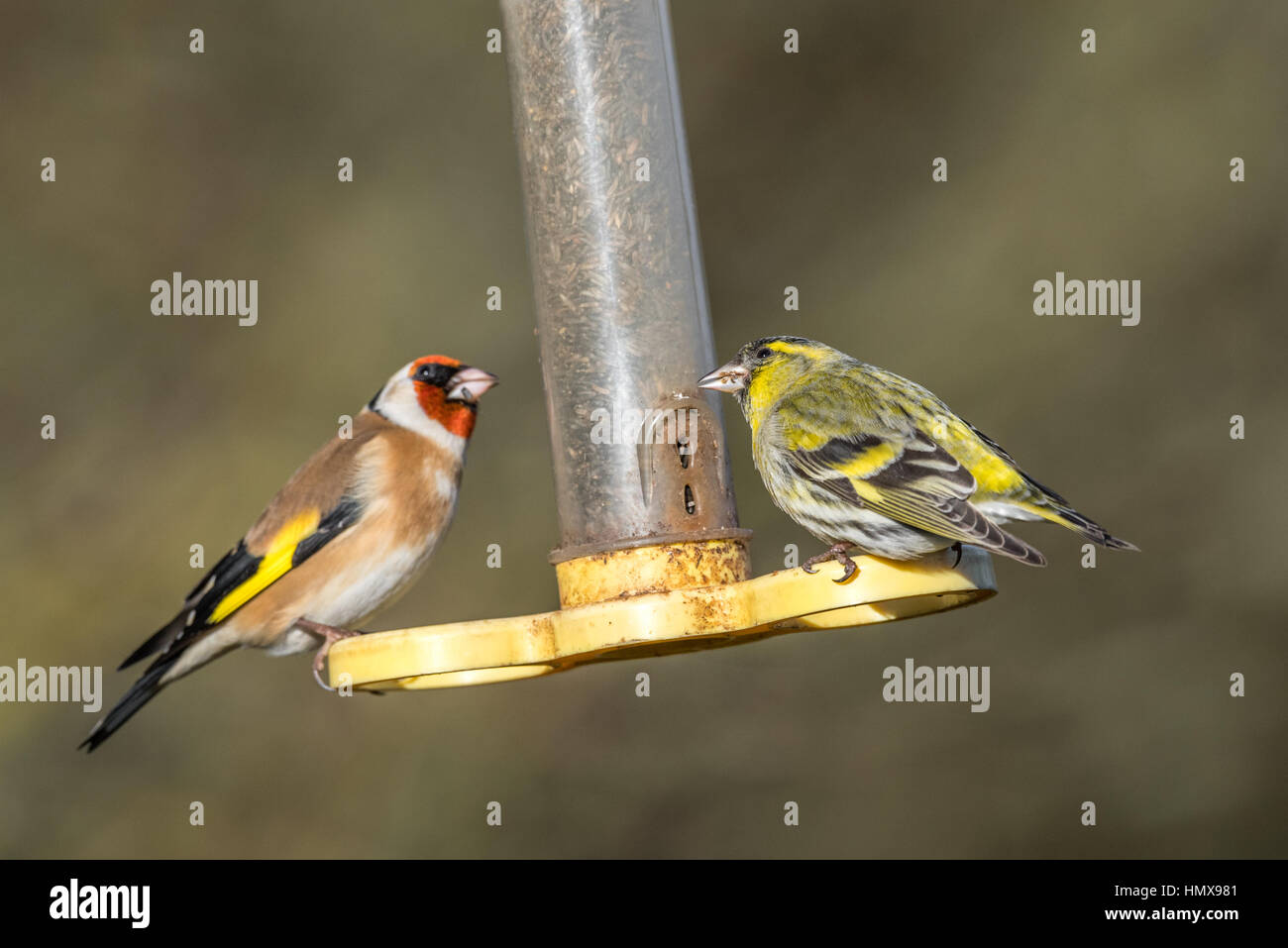 Adult Goldfinch and Siskin feeding from a plastic bird feeder. Stock Photo