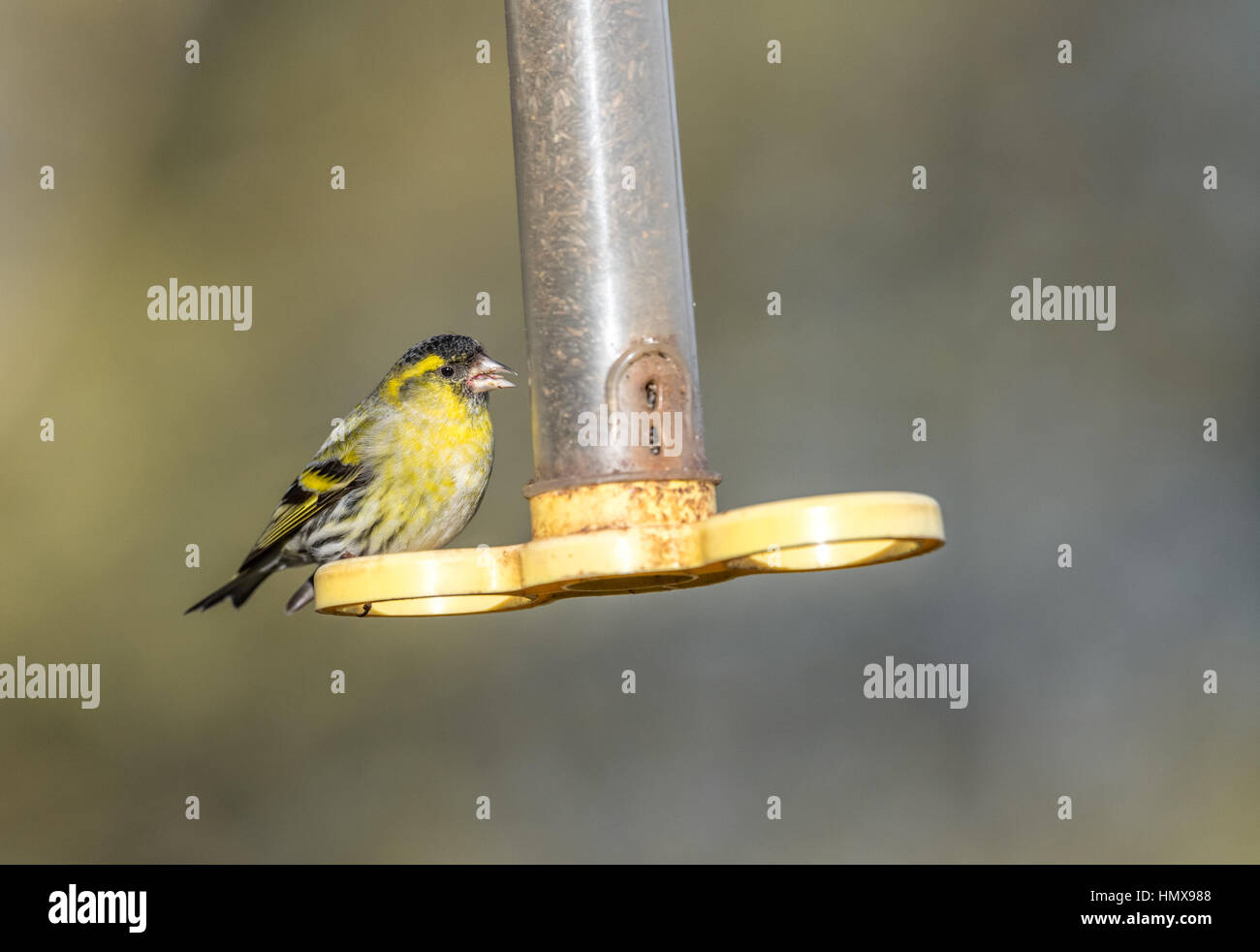 Male Siskin perched on a plastic bird feeder with Niger seeds Stock Photo