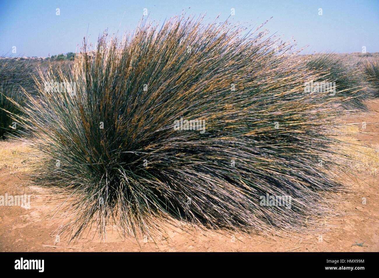 Esparto grass (Stipa tenacissima), Poaceae, near Hohlakies, Crete, Greece Stock Photo Alamy