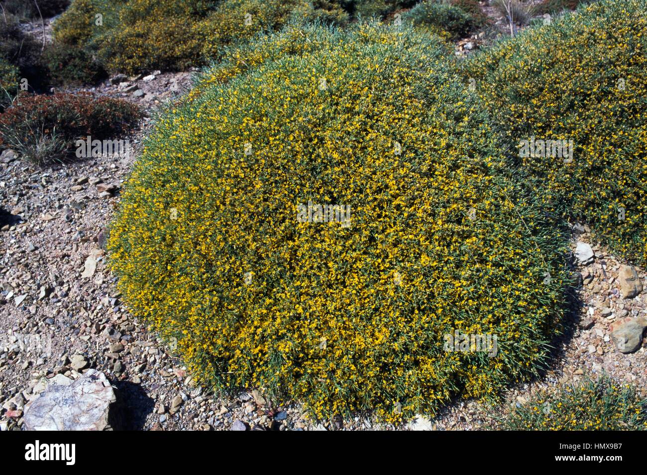 Bush, Crete, Greece Stock Photo - Alamy