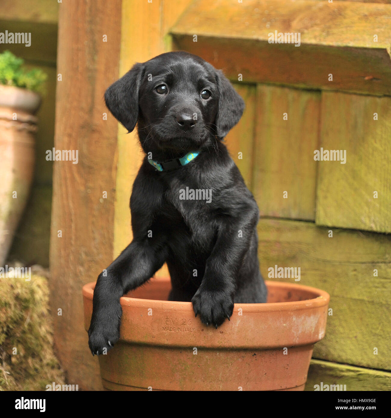 labrador retriever puppy Stock Photo Alamy