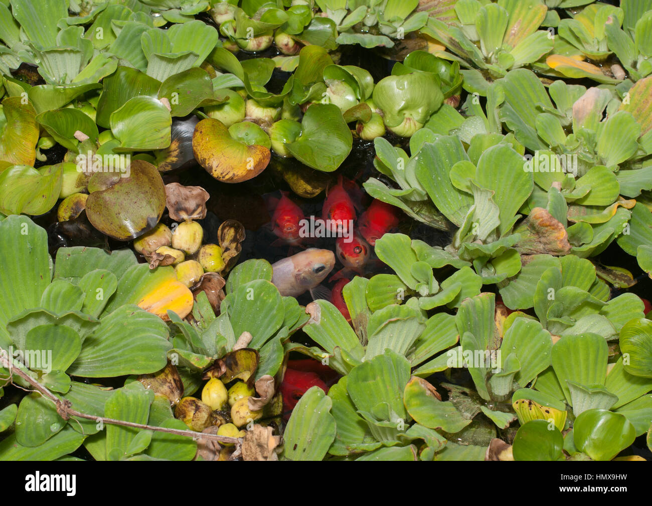 Fish in a pond covered in water lily pads are surfacing in a small area of clear water Stock