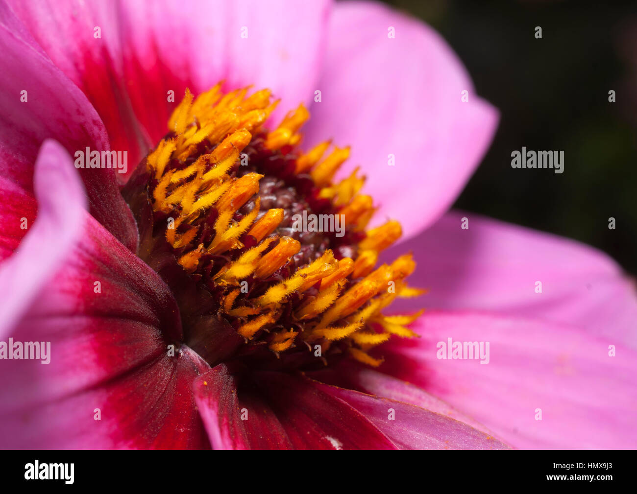 Flower in full bloom attracting insects to assist in pollination Stock