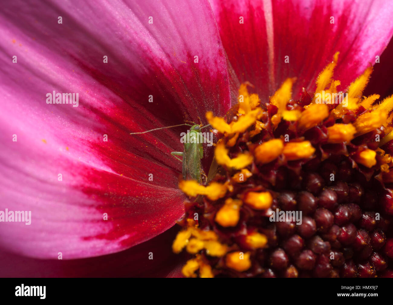 Insects collecting nectar from flowers which have attracted them by
