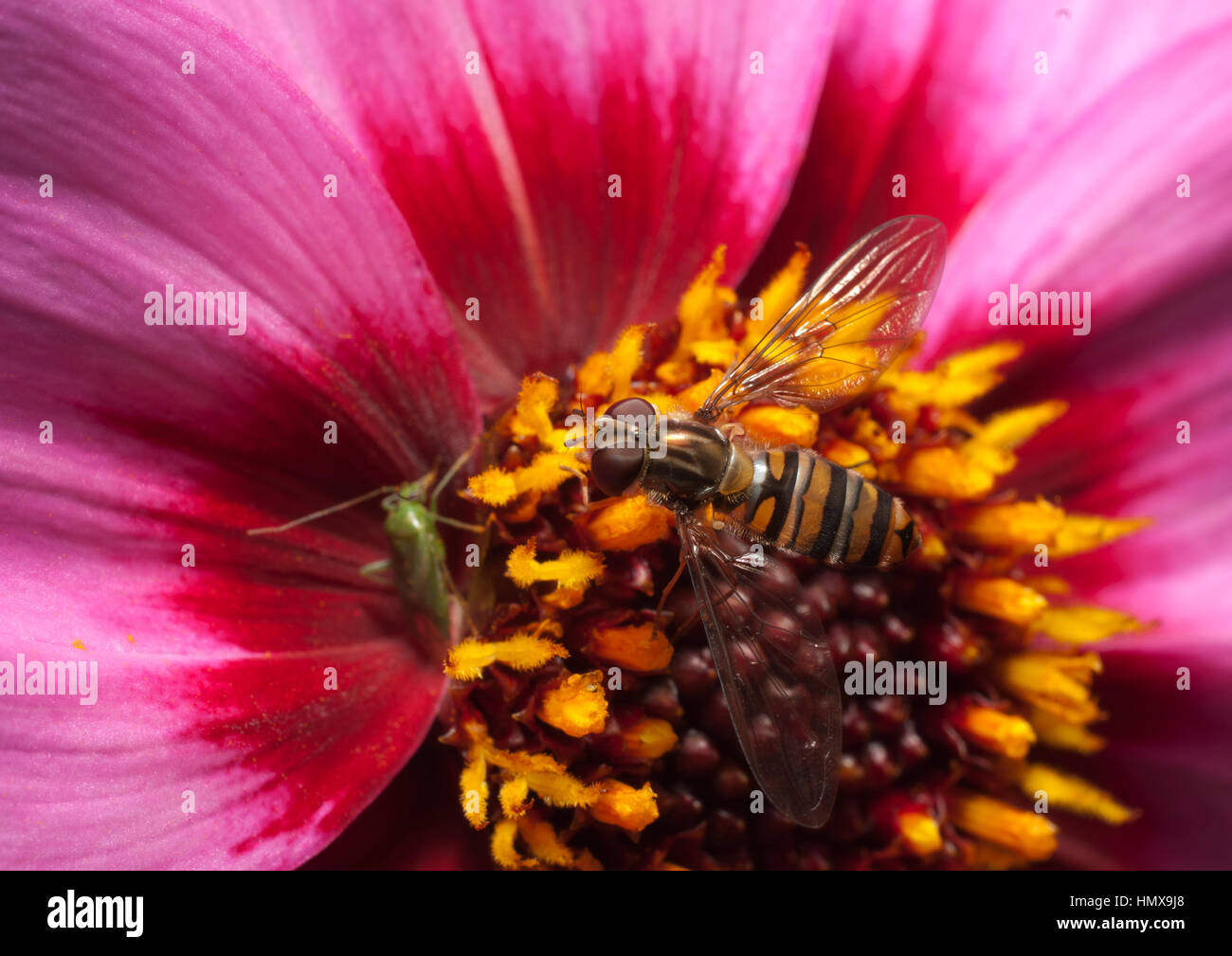 Insects collecting nectar from flowers which have attracted them by