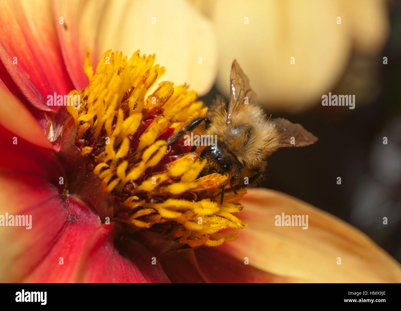Insects collecting nectar from flowers which have attracted them by