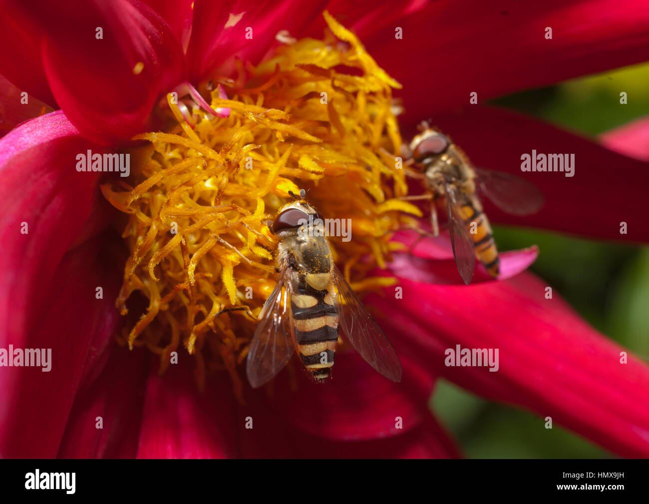 Insects collecting nectar from flowers which have attracted them by