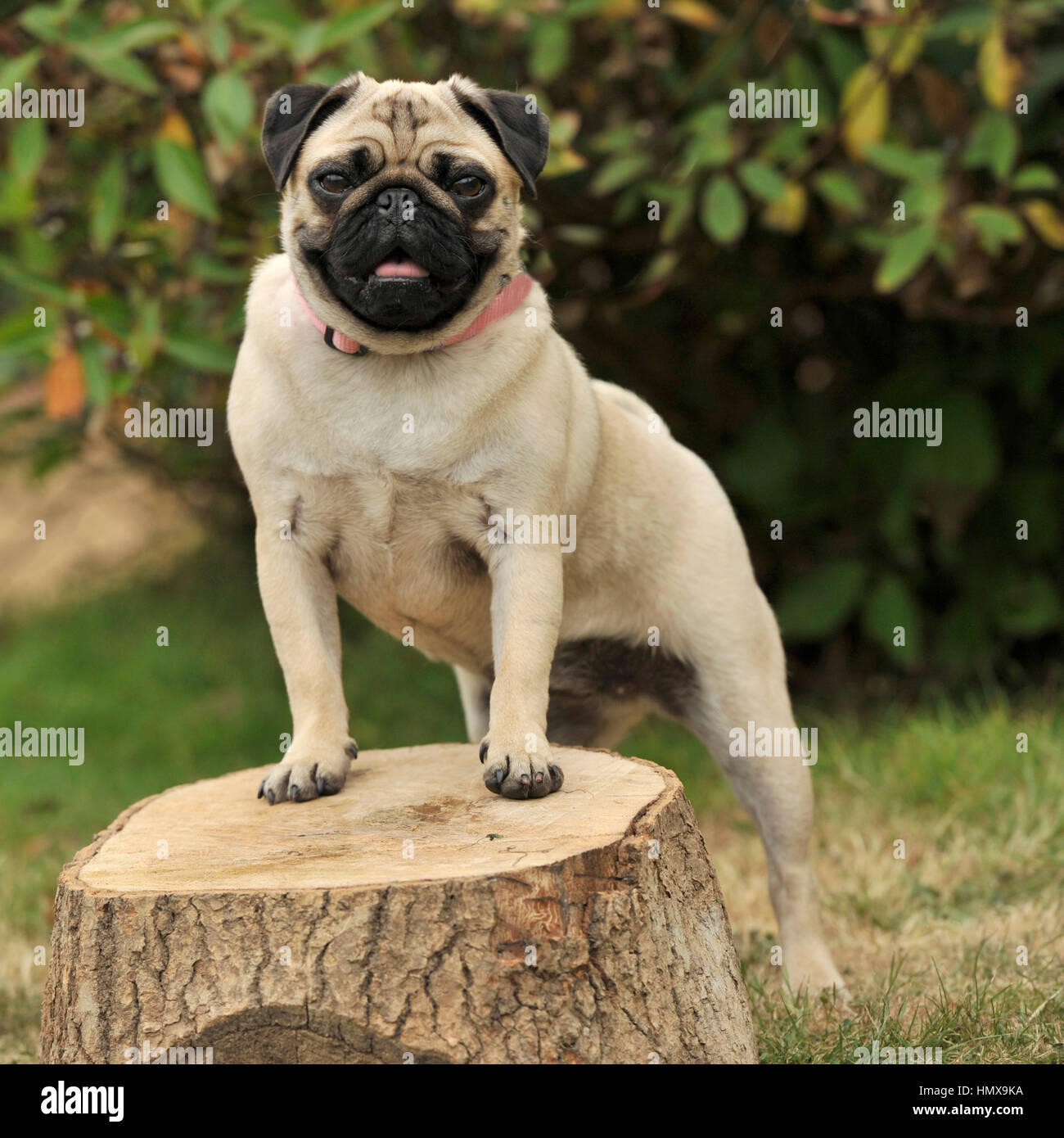 fawn pug Stock Photo