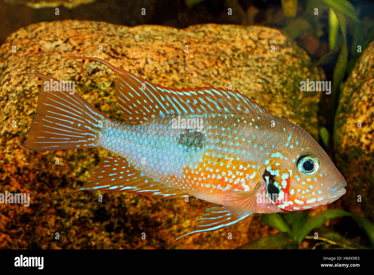 Mexican Fire Mouth (Thorichthys ellioti) - male Stock Photo