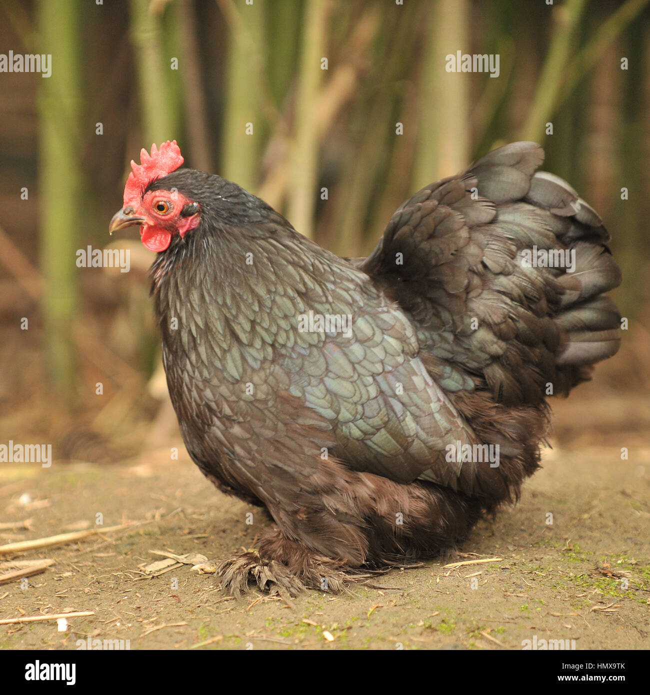 cochin large fowl Stock Photo
