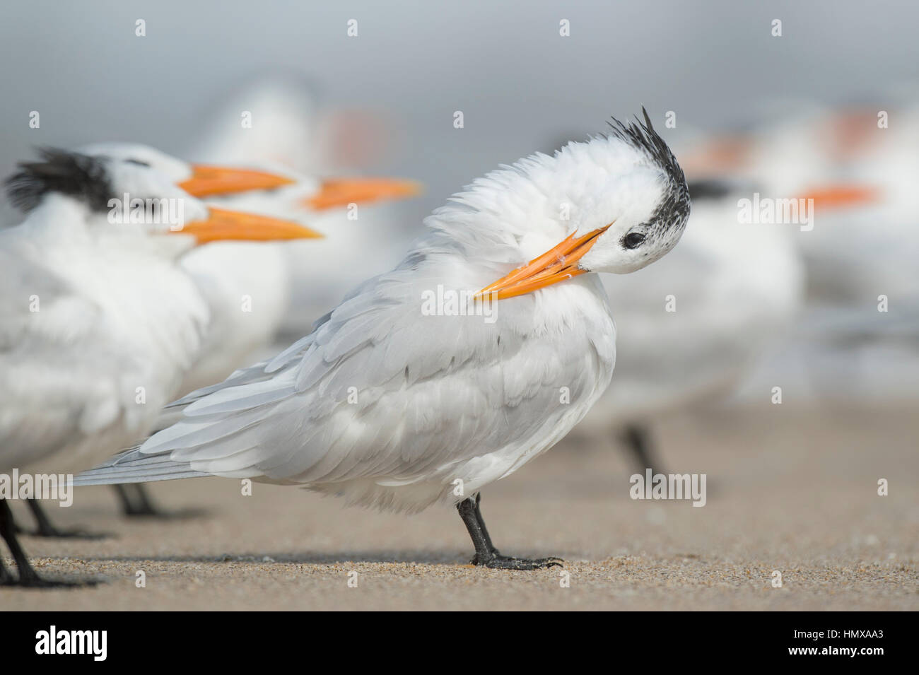 A Royal Tern stands on a sandy beach preening and cleaning its feathers with a flock of other terns around it. Stock Photo