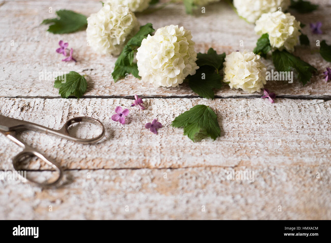 White lilac and scissors laid on wooden table. Studio shot. Stock Photo