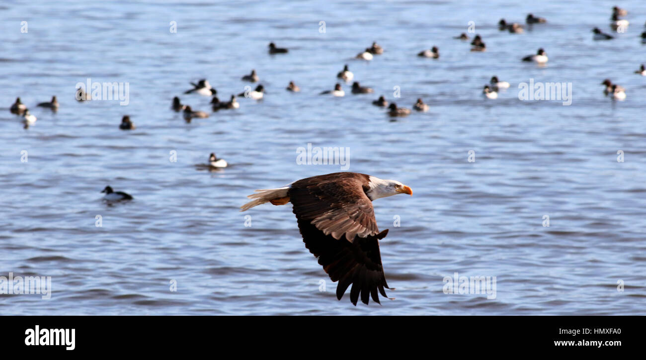 Iowa, USA. 22nd Dec, 2016. Once considered an 'endangered'' species the bald eagle was upgraded to 'threatened'' in 1995 and in 2007 they were removed entirely from the list of Endangered and Threatened Wildlife. They are still protected by the Migratory Bird Treaty Act and the Bald and Golden Eagle Protection Act, which prohibit killing, selling, or otherwise harming eagles, their nests, or eggs. Credit: Quad-City Times/ZUMA Wire/Alamy Live News Stock Photo