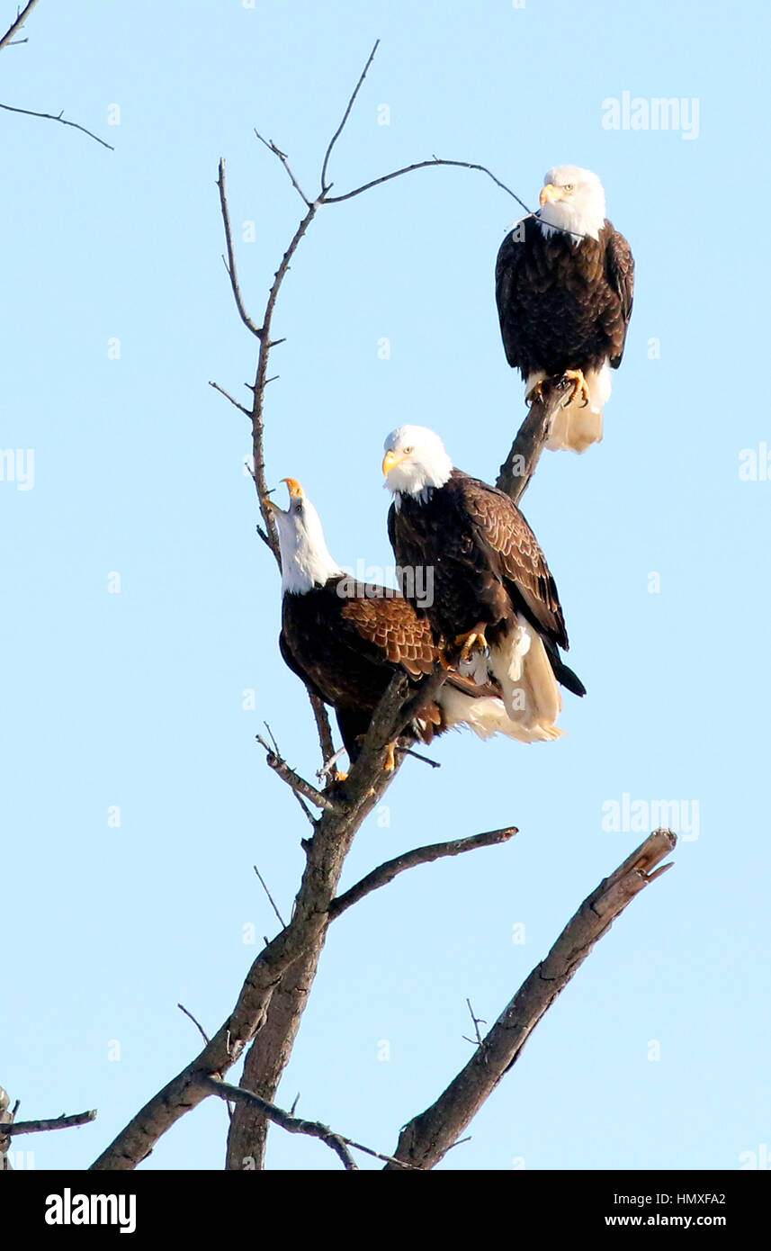 Iowa, USA. 22nd Dec, 2016. The highest concentration of eagles in the Midwest is along the