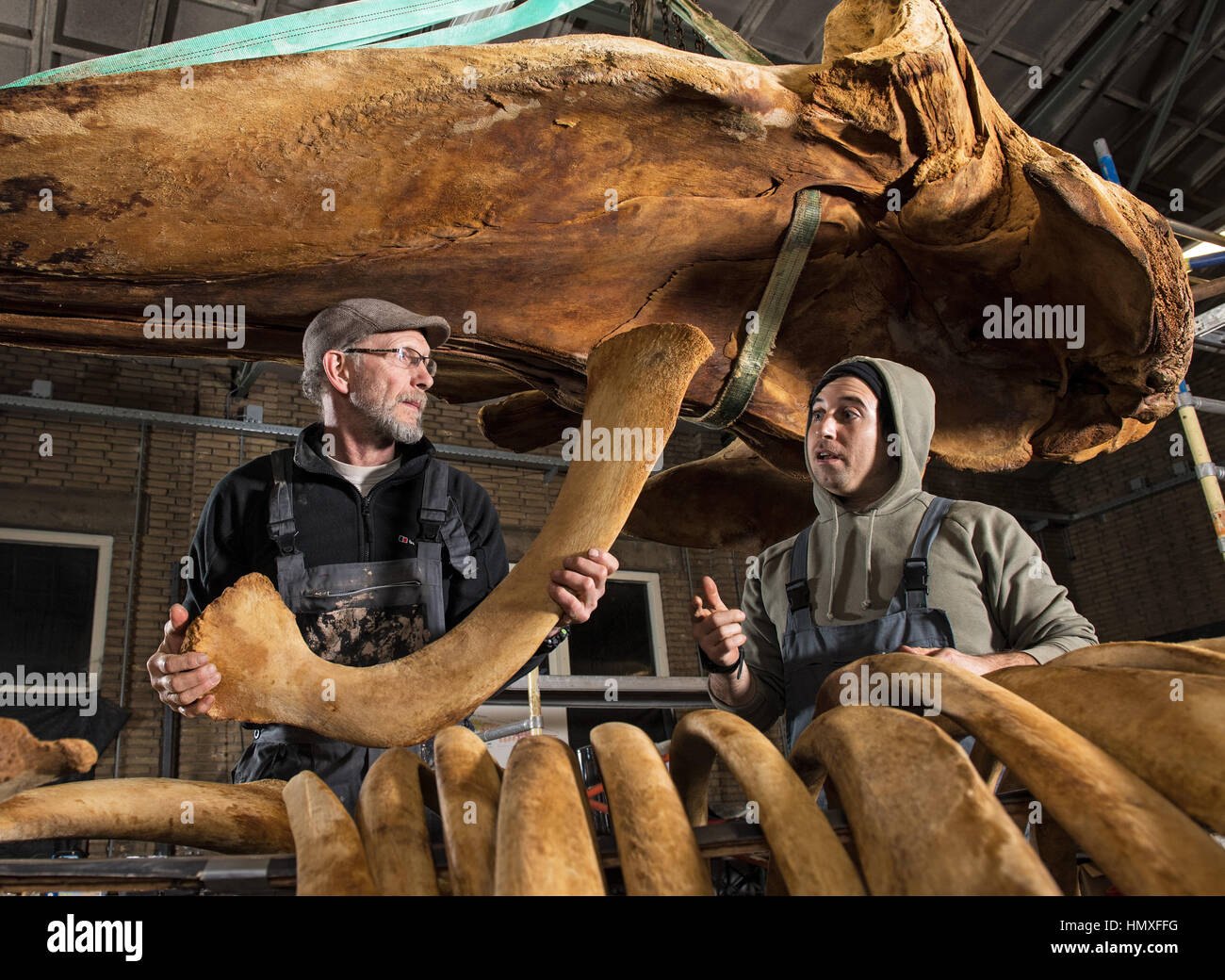 Loenen, Netherlands. 18th Jan, 2017. Dutch taxidermist Aart Walen (l) and his assistant Pedro organise the skeleton of a sperm whale at his workshop in Loenen, Netherlands, 18 January 2017. The skeleton