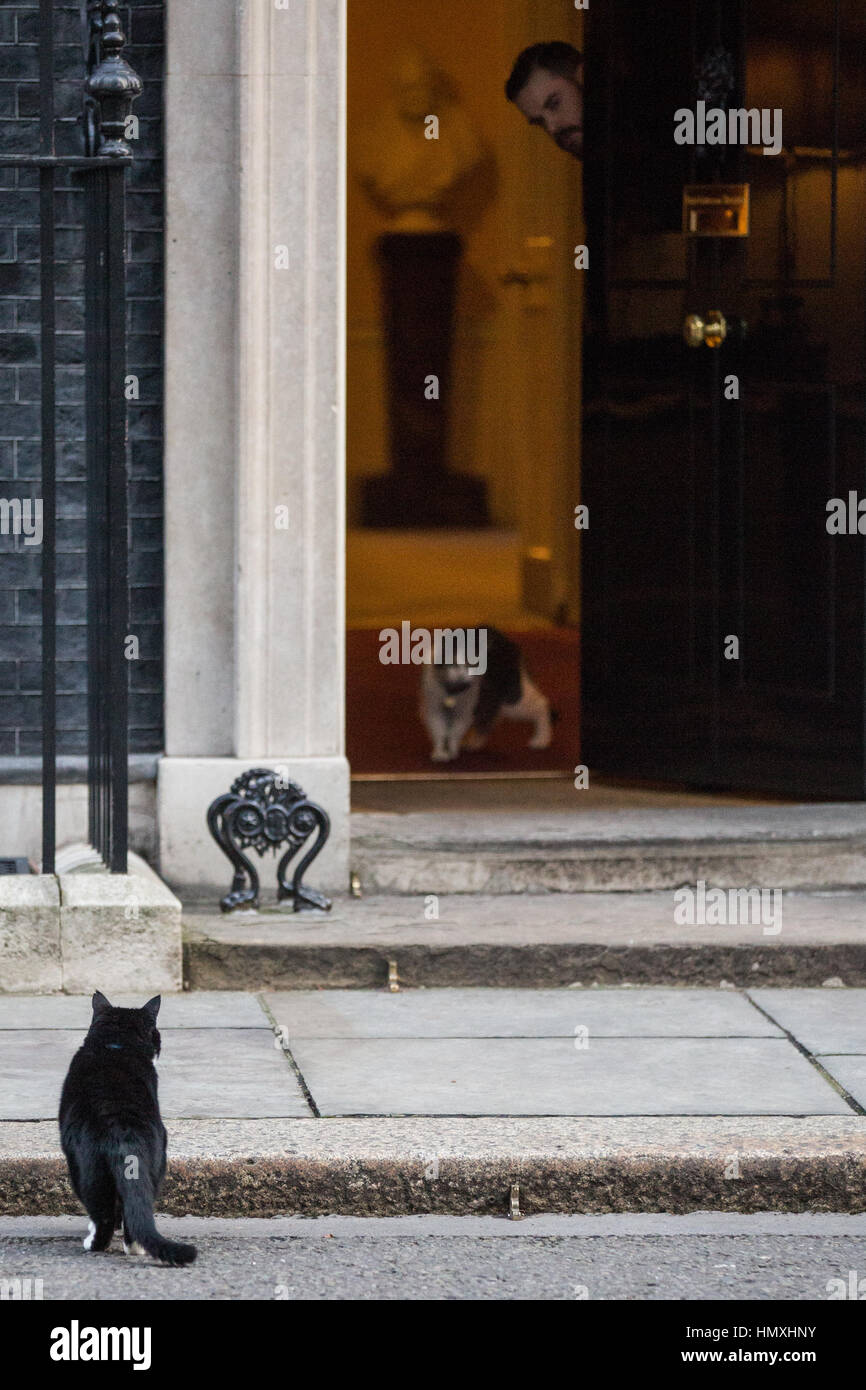 London, UK. 6th February, 2017. Larry, the Chief Mouser of 10 Downing Street, watches Palmerston, Chief Mouser of the Foreign and Commonwealth Office, approach 10 Downing Street. There have been a number of stand-offs between the two cats. Credit: Mark Kerrison/Alamy Live News Stock Photo