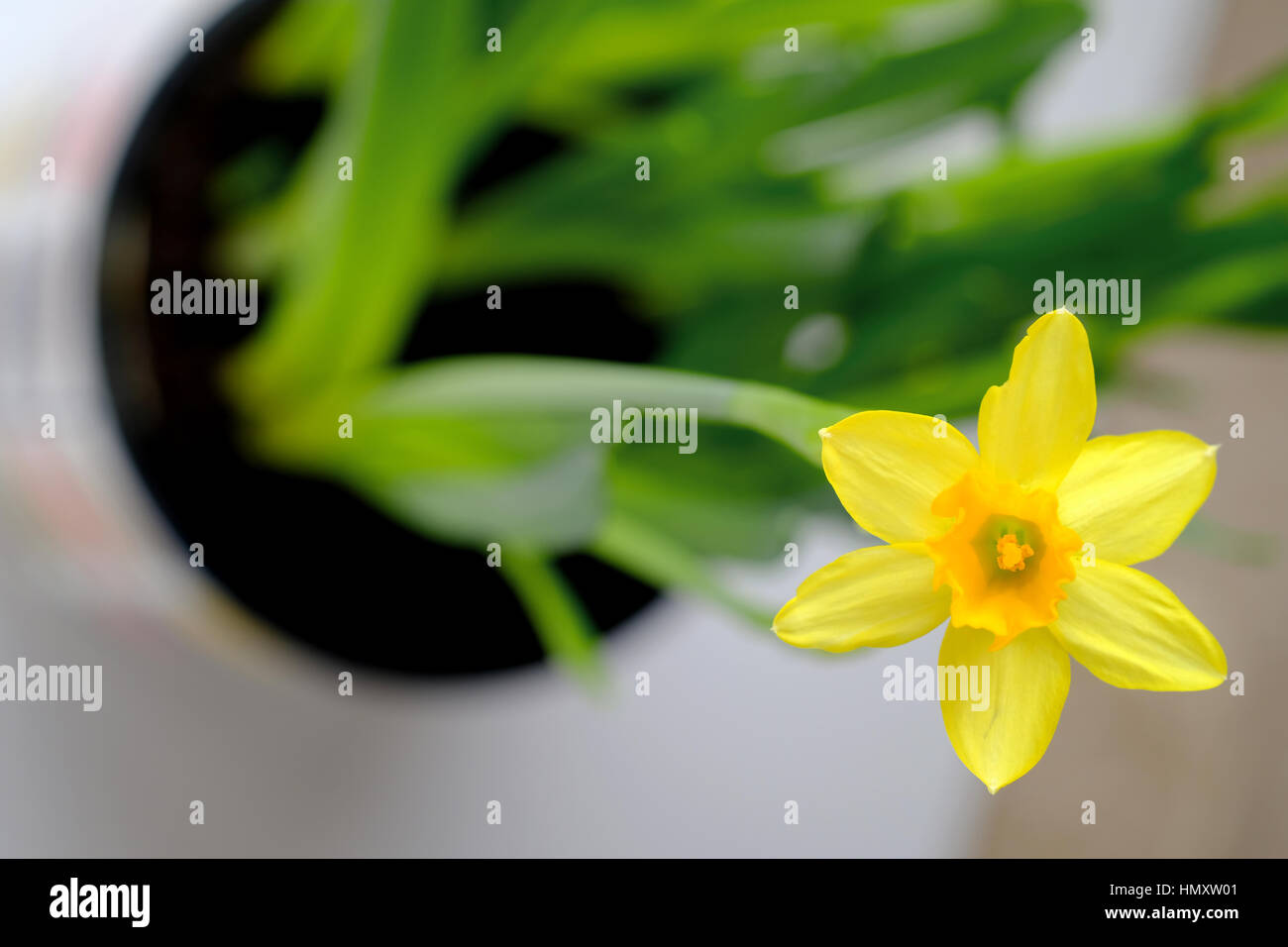 A single open yellow daffodil from a potted plant facing into the camera lens Stock Photo