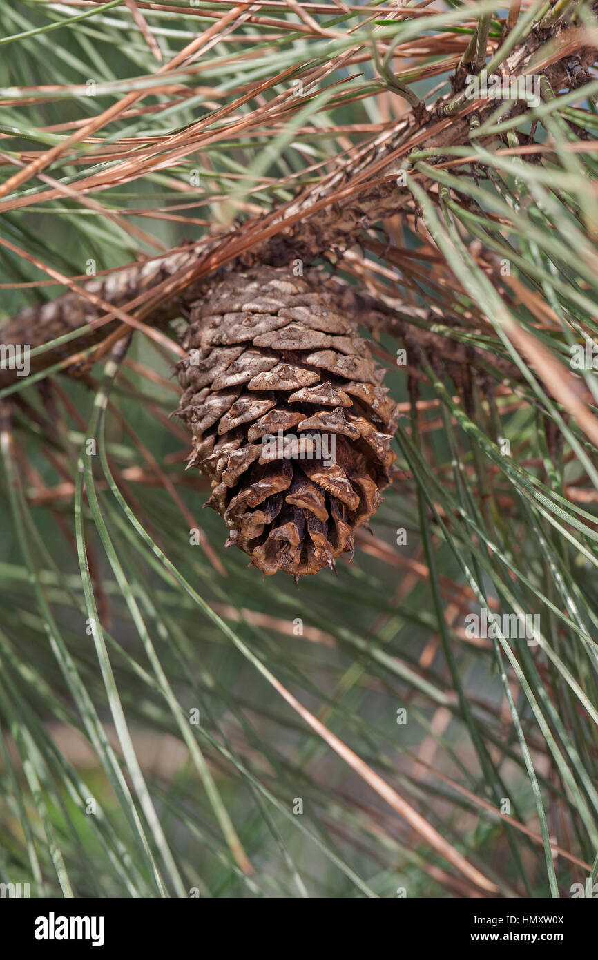 Ponderosa pine cone (Pinus ponderosa). Called Bull Pine, Blackjack Pine