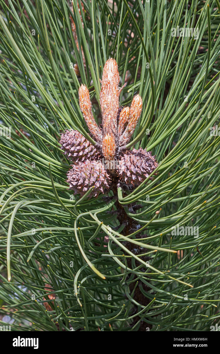 Ponderosa pine (Pinus ponderosa). Called Bull Pine, Blackjack Pine and