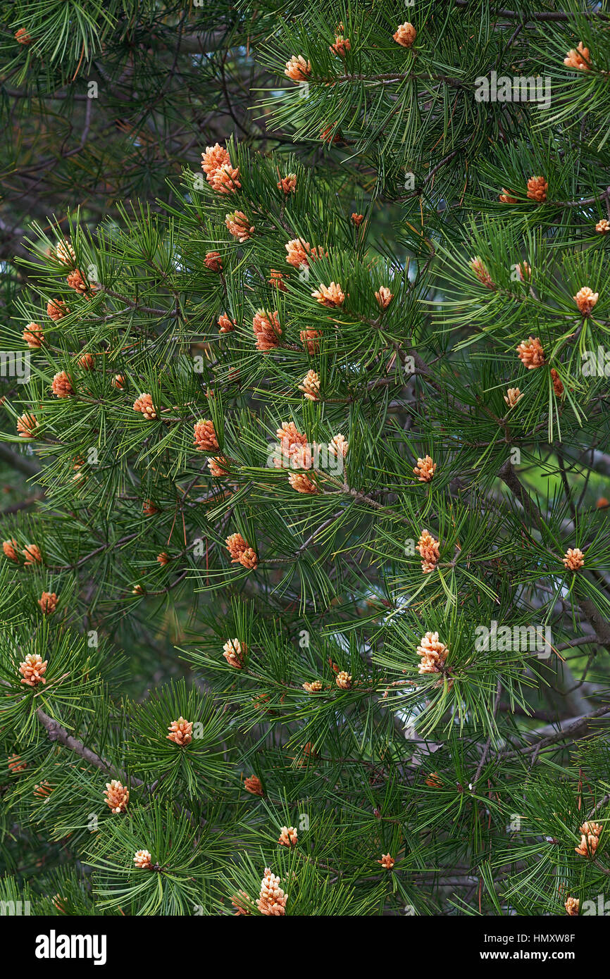 Lace-bark pine (Pinus bungeana). Pollen cones Stock Photo