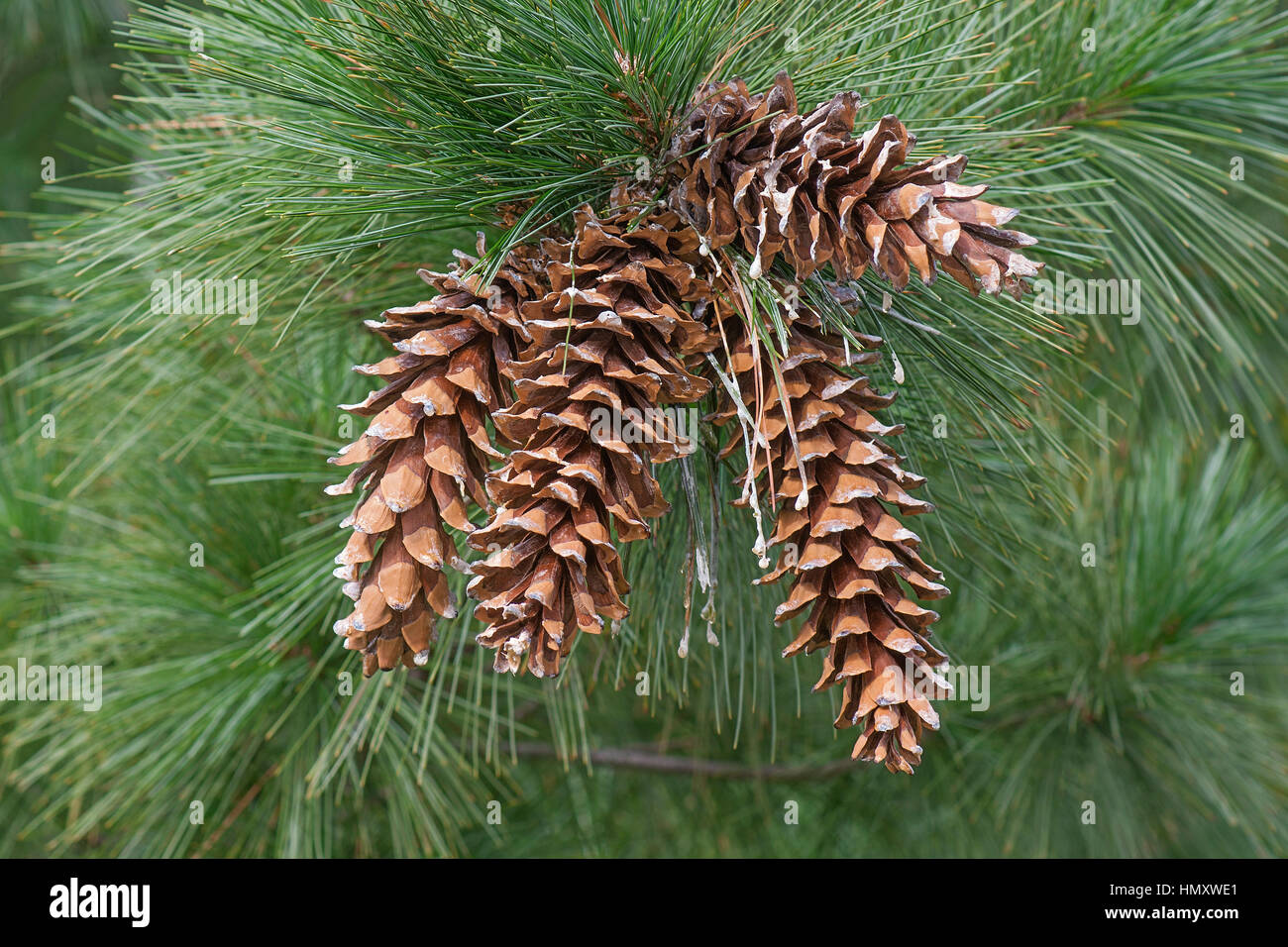 Ayacahuite pine (Pinus ayacahuite). Called Mexican white pine also Stock Photo