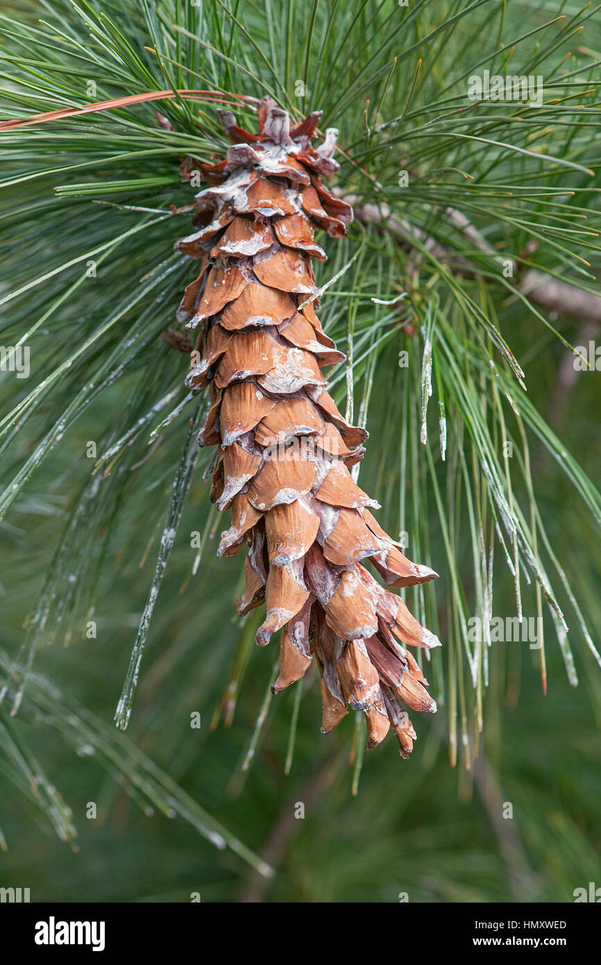 Ayacahuite pine (Pinus ayacahuite). Called Mexican white pine also Stock Photo