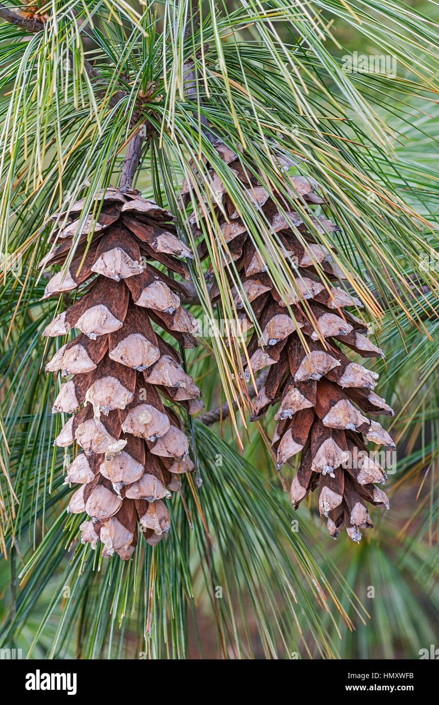 Bhutan pine cones (Pinus wallichiana). Called Blue Pine, Himalayan Pine and Himalayan White Pine