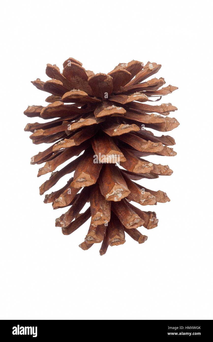 Southern yellow pine hires stock photography and images Alamy