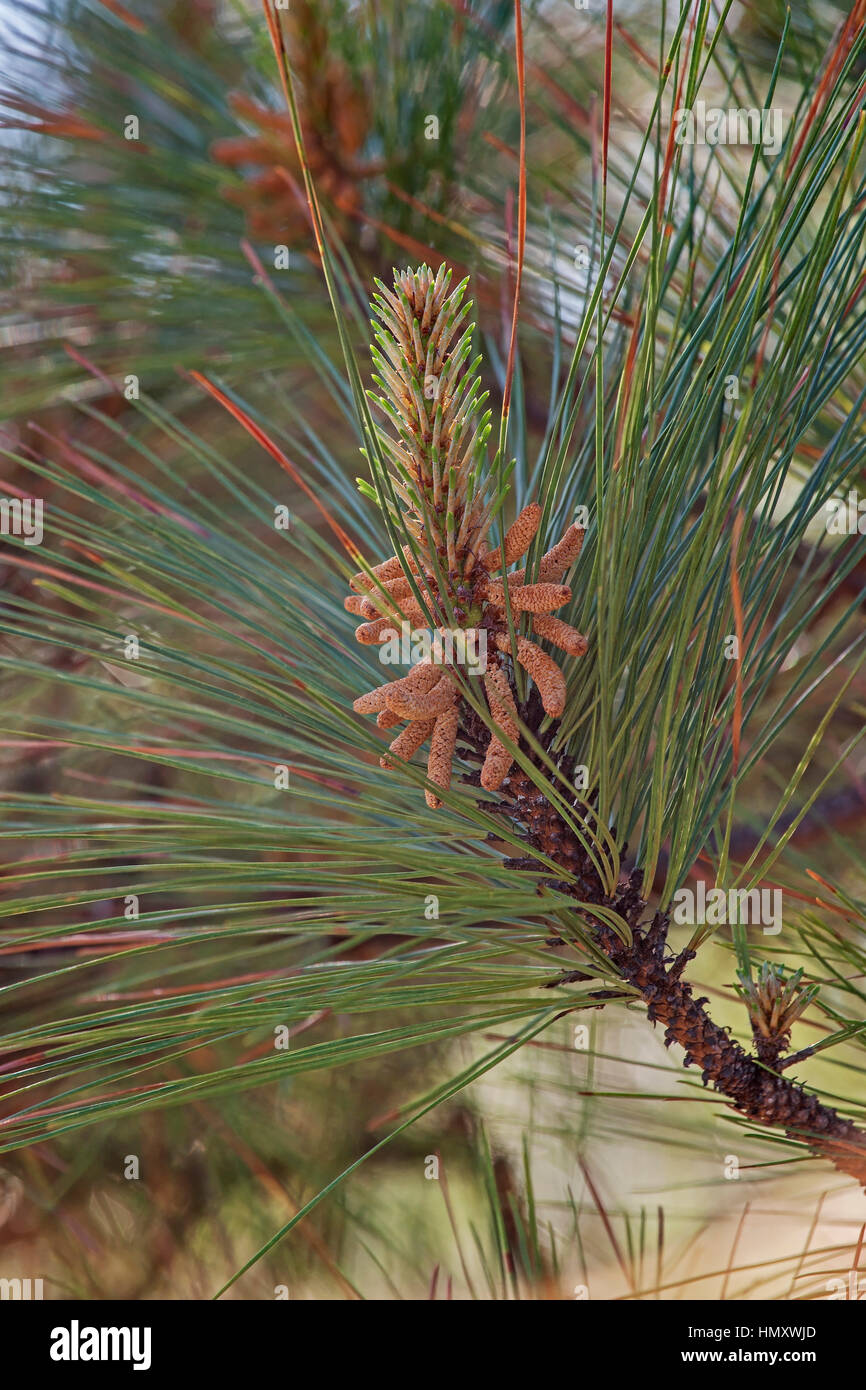 Loblolly pine (Pinus taeda). Called Bull Pine and Oldfield Pine also