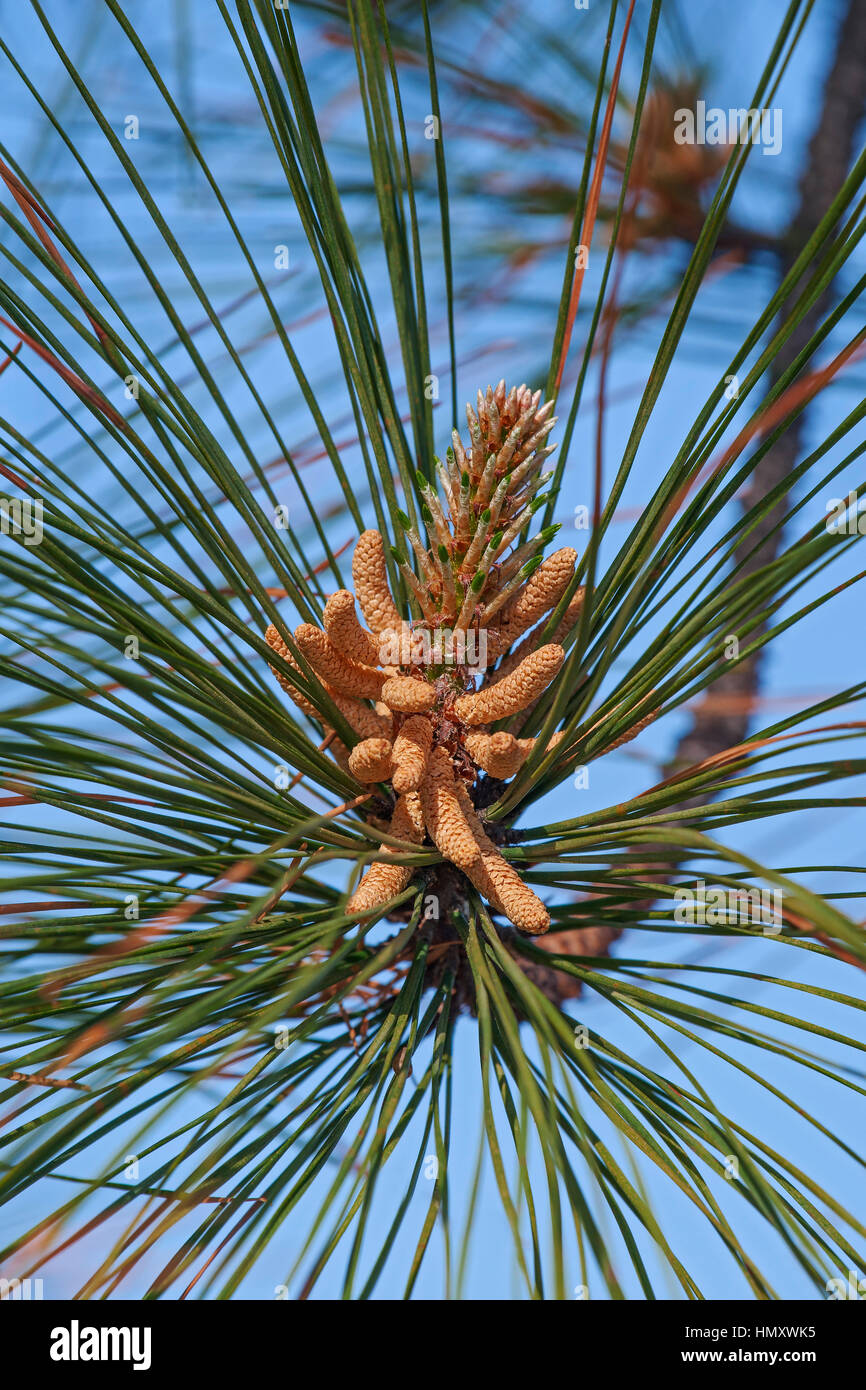Loblolly Pine Allergy Info