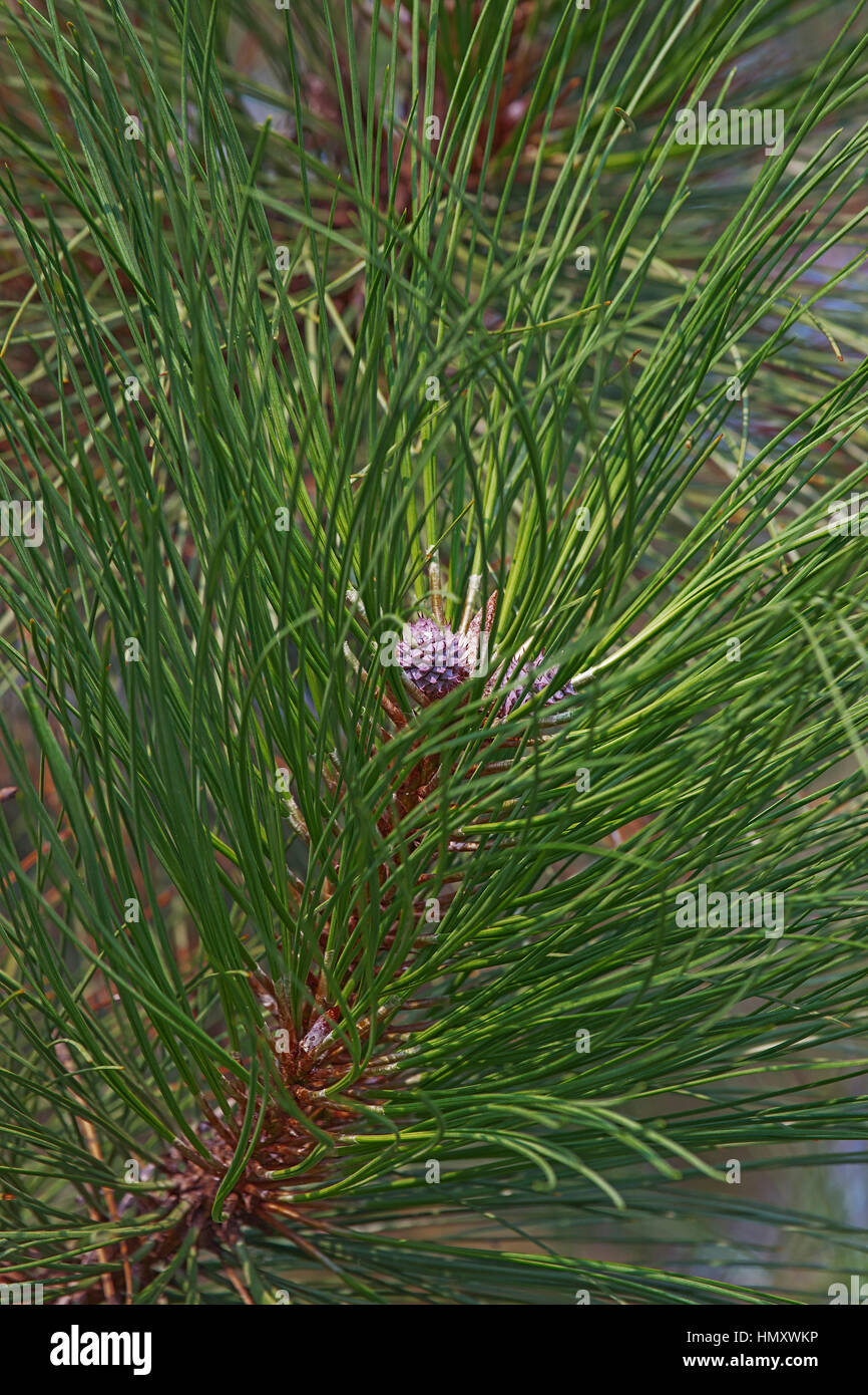 Ponderosa pine (Pinus ponderosa). Called Bull Pine, Blackjack Pine and Western Yellow Pine also. Twig with young cones Stock Photo