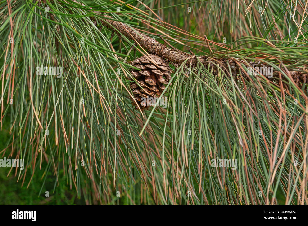 Ponderosa pine (Pinus ponderosa). Called Bull Pine, Blackjack Pine and