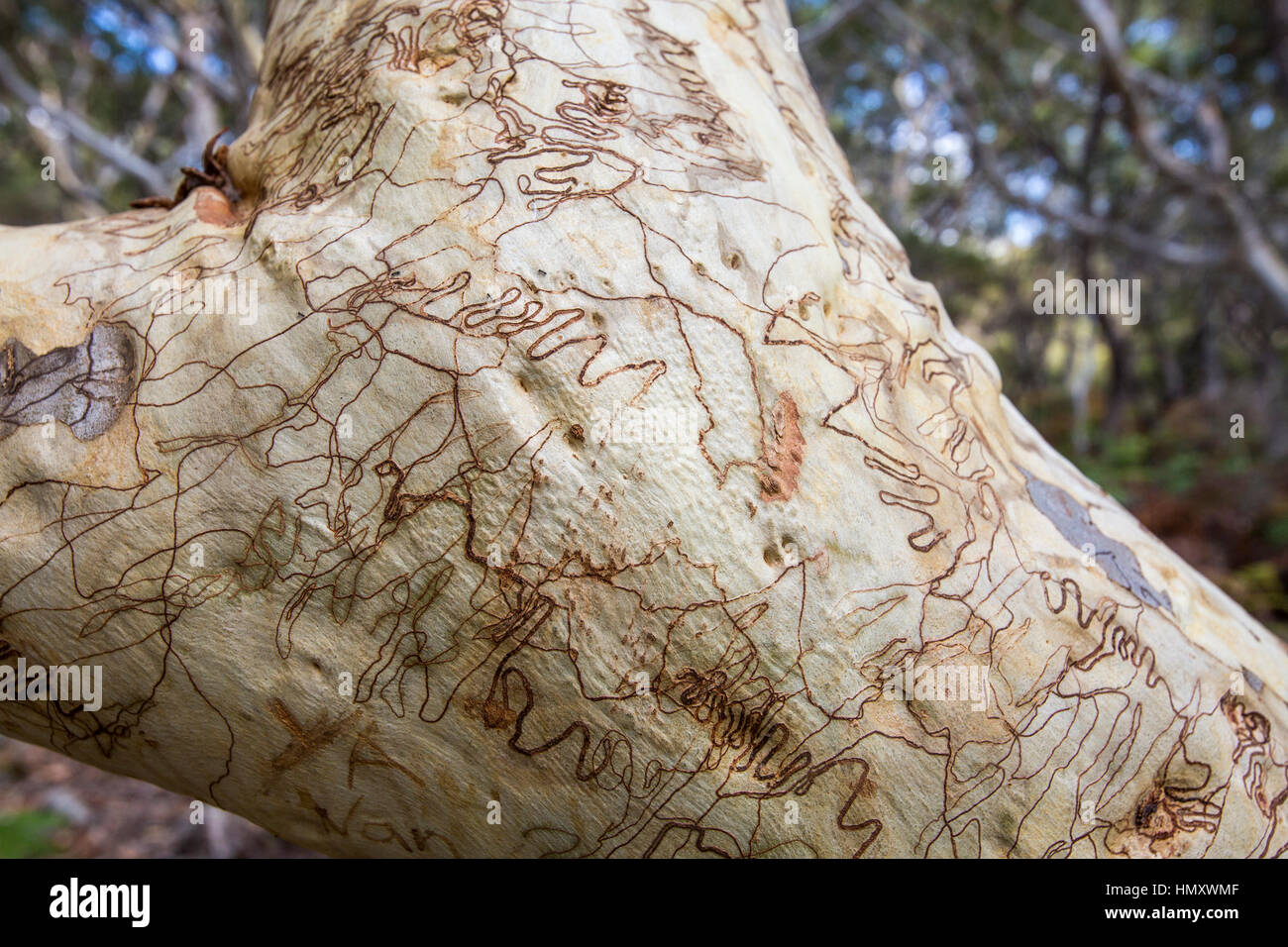 Close up of bark on a Scribbly Gum tree with distinctive markings from moths,Jervis Bay,Australia Stock Photo