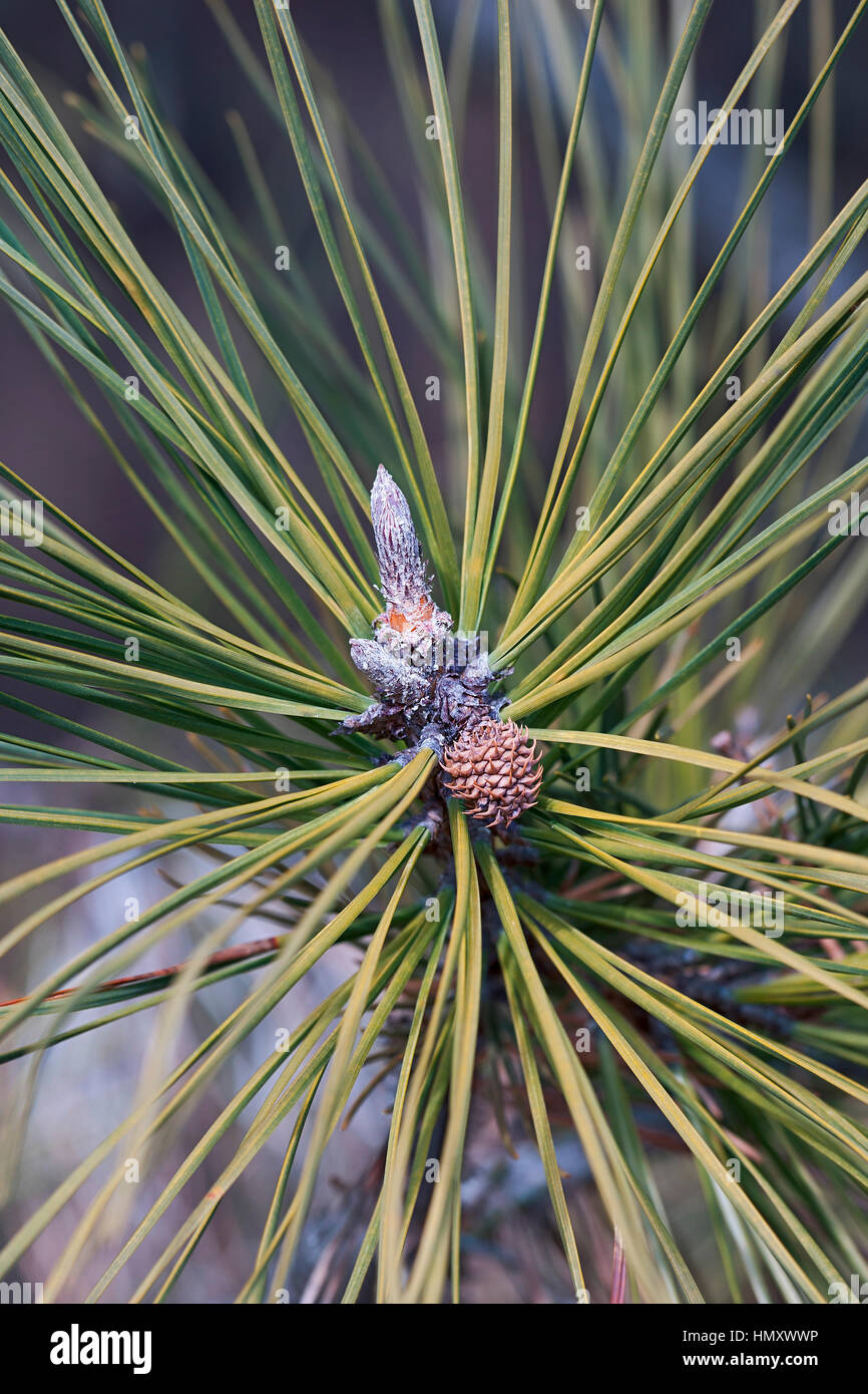 Ponderosa pine (Pinus ponderosa). Called Bull Pine, Blackjack Pine and
