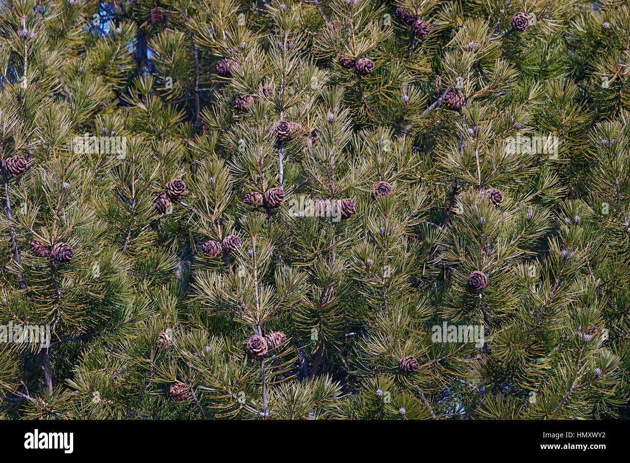 Lace-bark pine (Pinus bungeana). Tree with cones Stock Photo