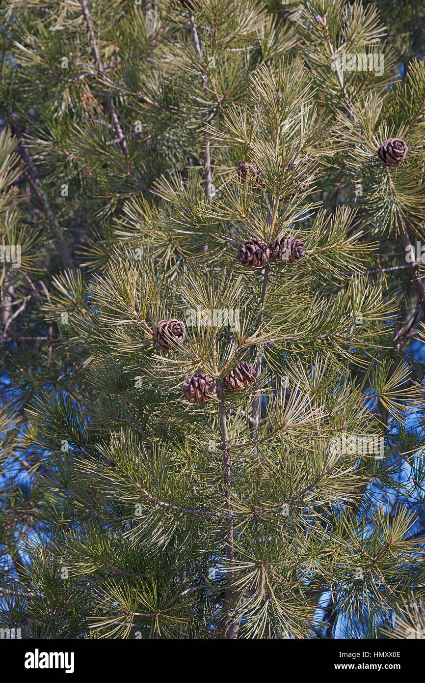 Lace-bark pine (Pinus bungeana).Tree with cones Stock Photo