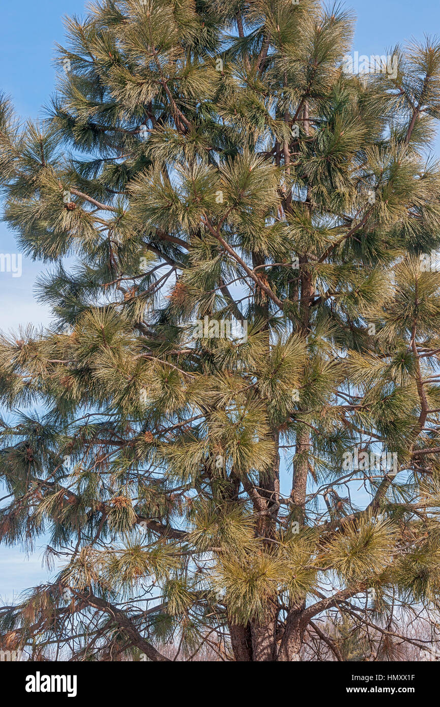 Ponderosa pine (Pinus ponderosa). Called Bull Pine, Blackjack Pine and
