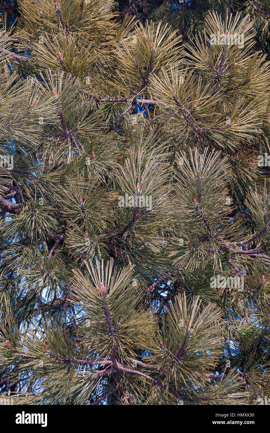 Blackjack plant hires stock photography and images Alamy