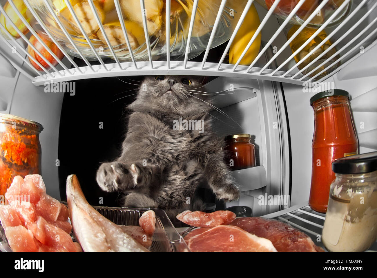 gray cat got into the fridge, sticking his tongue out and steals food 2