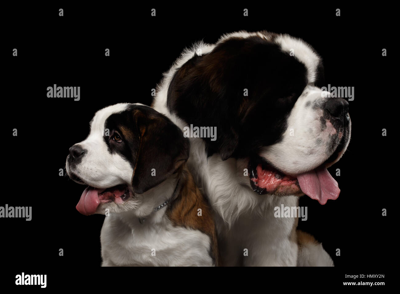 Two Saint Bernard Dog, Puppy and her Mom on Isolated Black Background Stock Photo