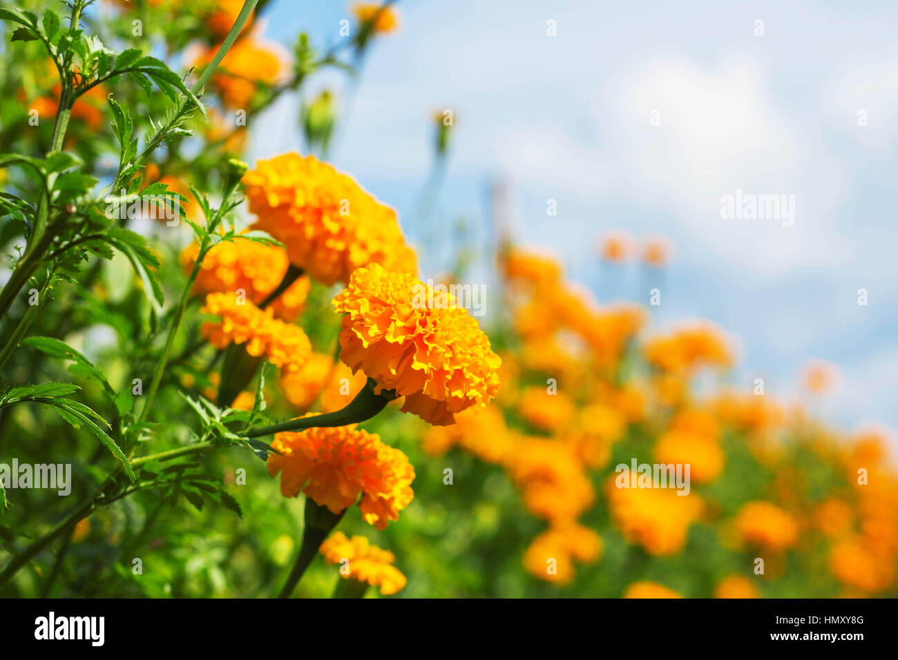 Beautiful of marigold with the sky in winter Stock Photo Alamy