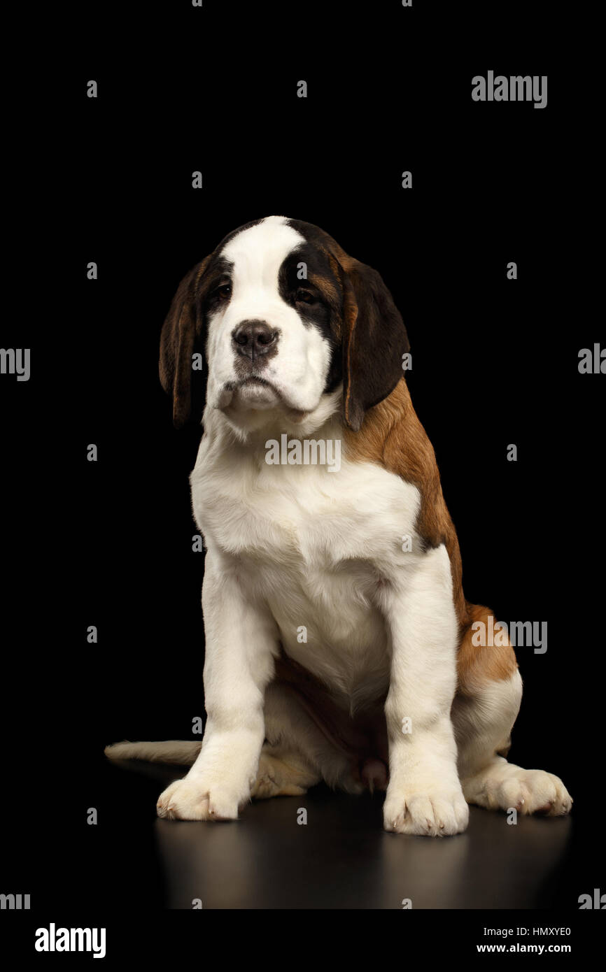 Saint Bernard Puppy on Isolated Black Background Stock Photo