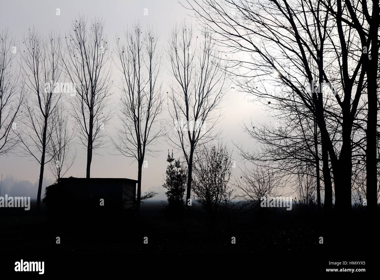 Foggy backlit trees Stock Photo