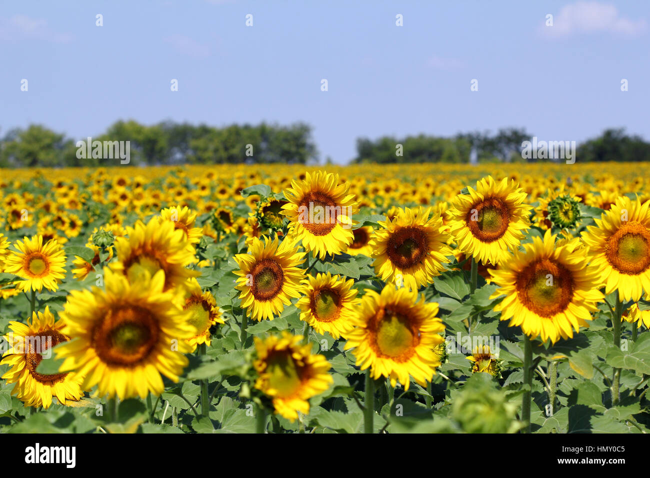 Bright sunflower field hi-res stock photography and images - Alamy