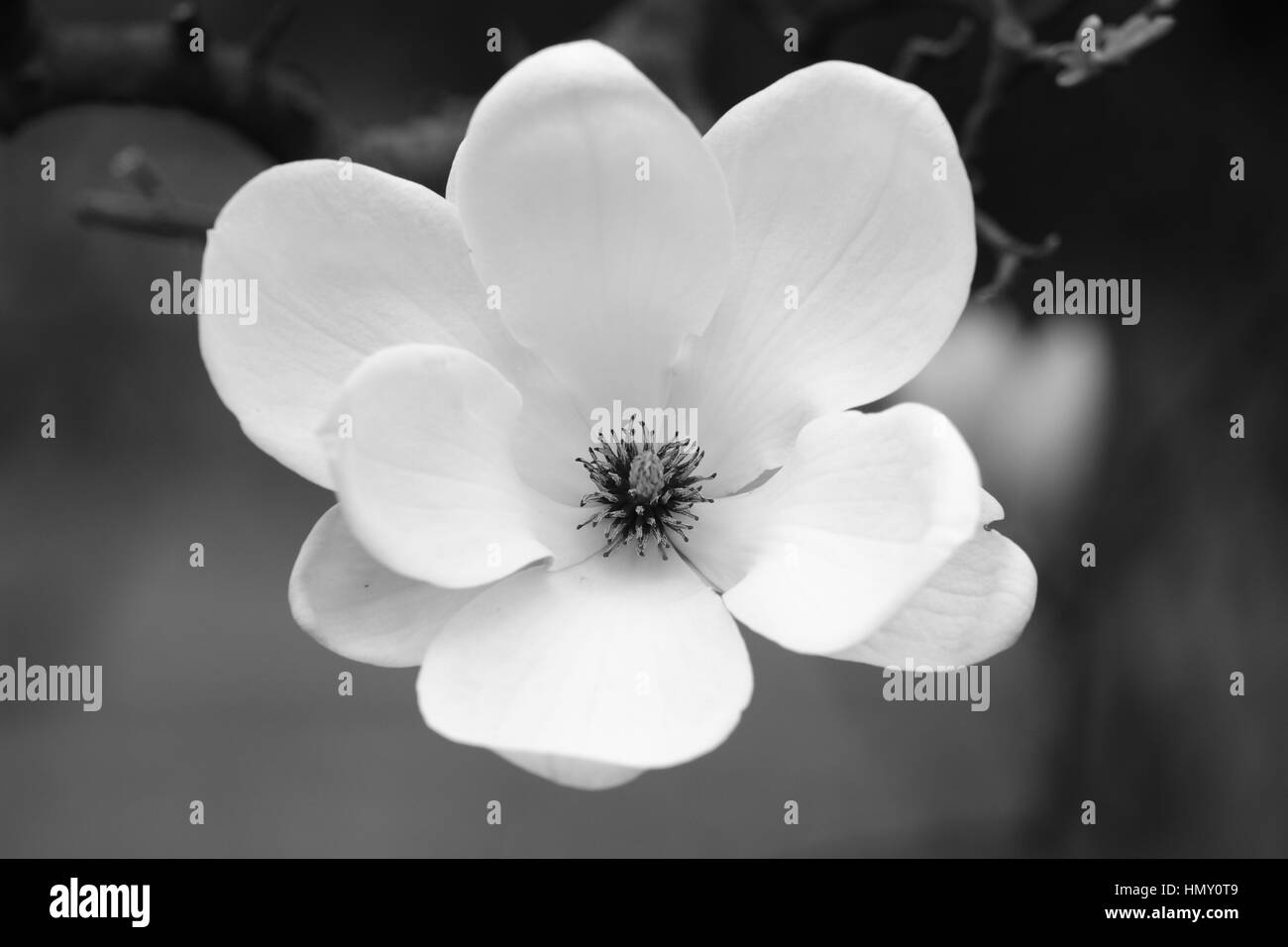 Magnolia, spring flowers, black and white, soft Stock Photo