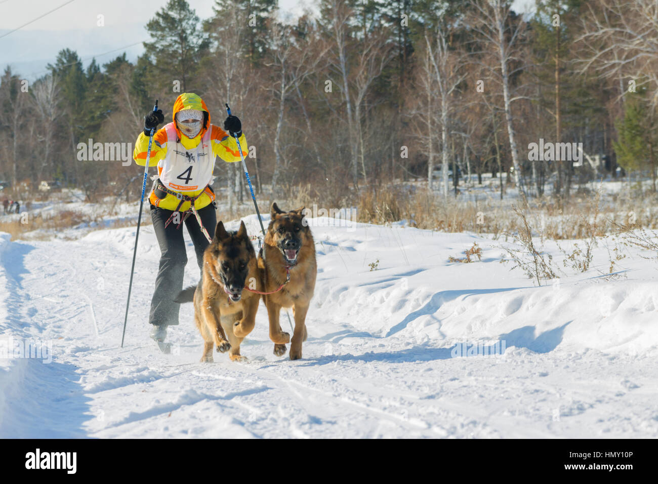 Irkutsk, Russia - January 28, 2017: Racing competition for dog sledding and skijoring Angara beads 2017. Stock Photo