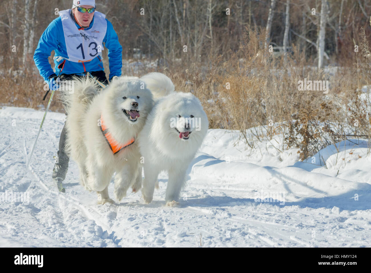 Irkutsk, Russia - January 28, 2017: Racing competition for dog sledding ...