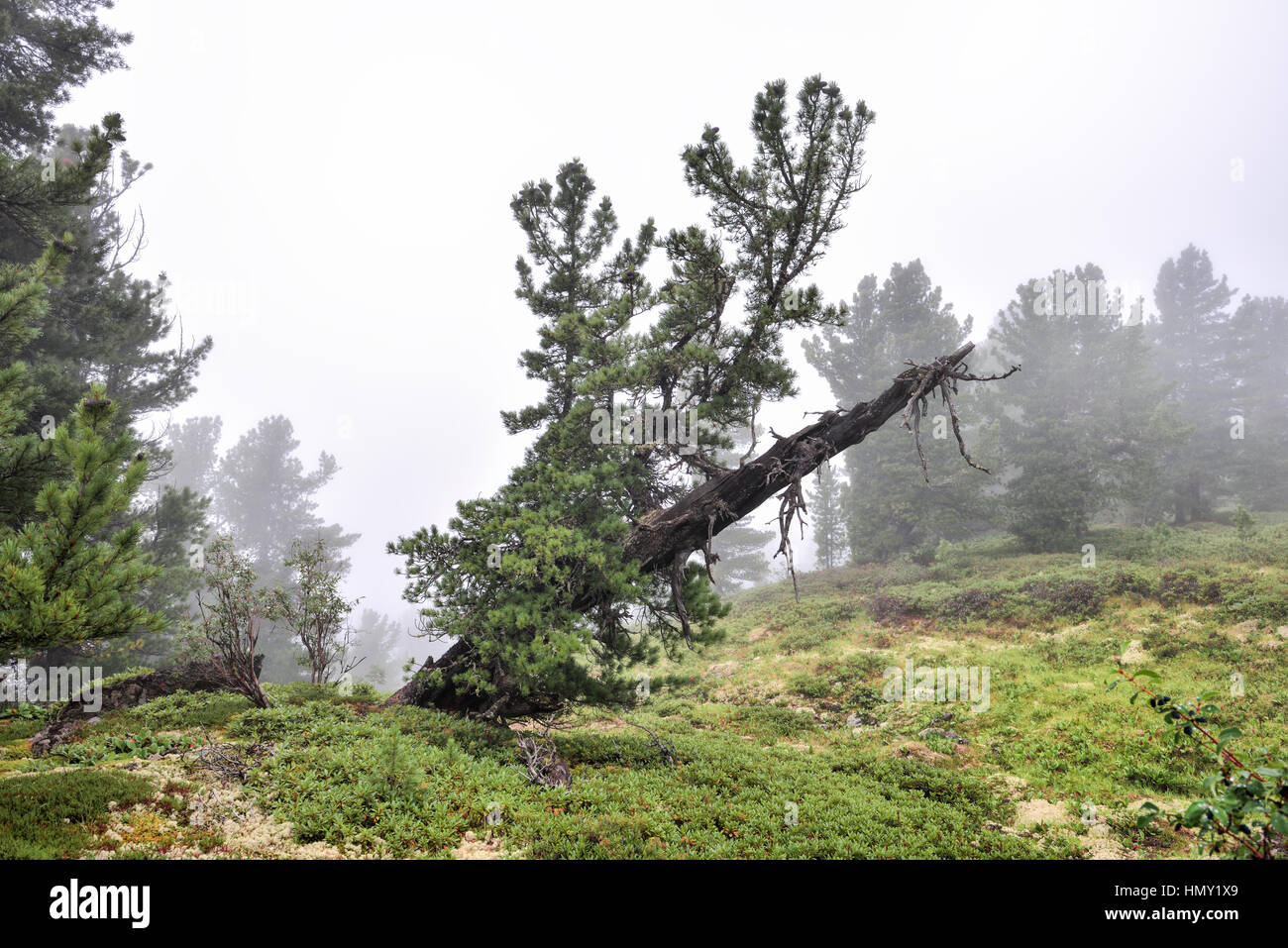 Siberian pine. Live regrown and became strong branches and dry dead tree trunk. Dense fog in mountainous woodlands. Eastern Siberia. Russia Stock Photo