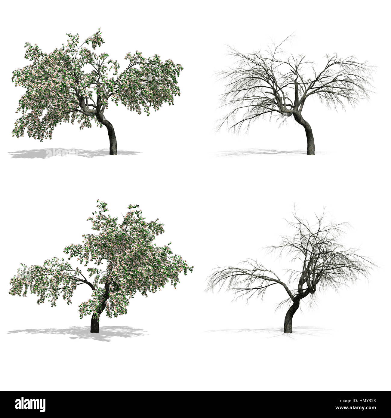 Cherry trees, isolated on white background Stock Photo - Alamy