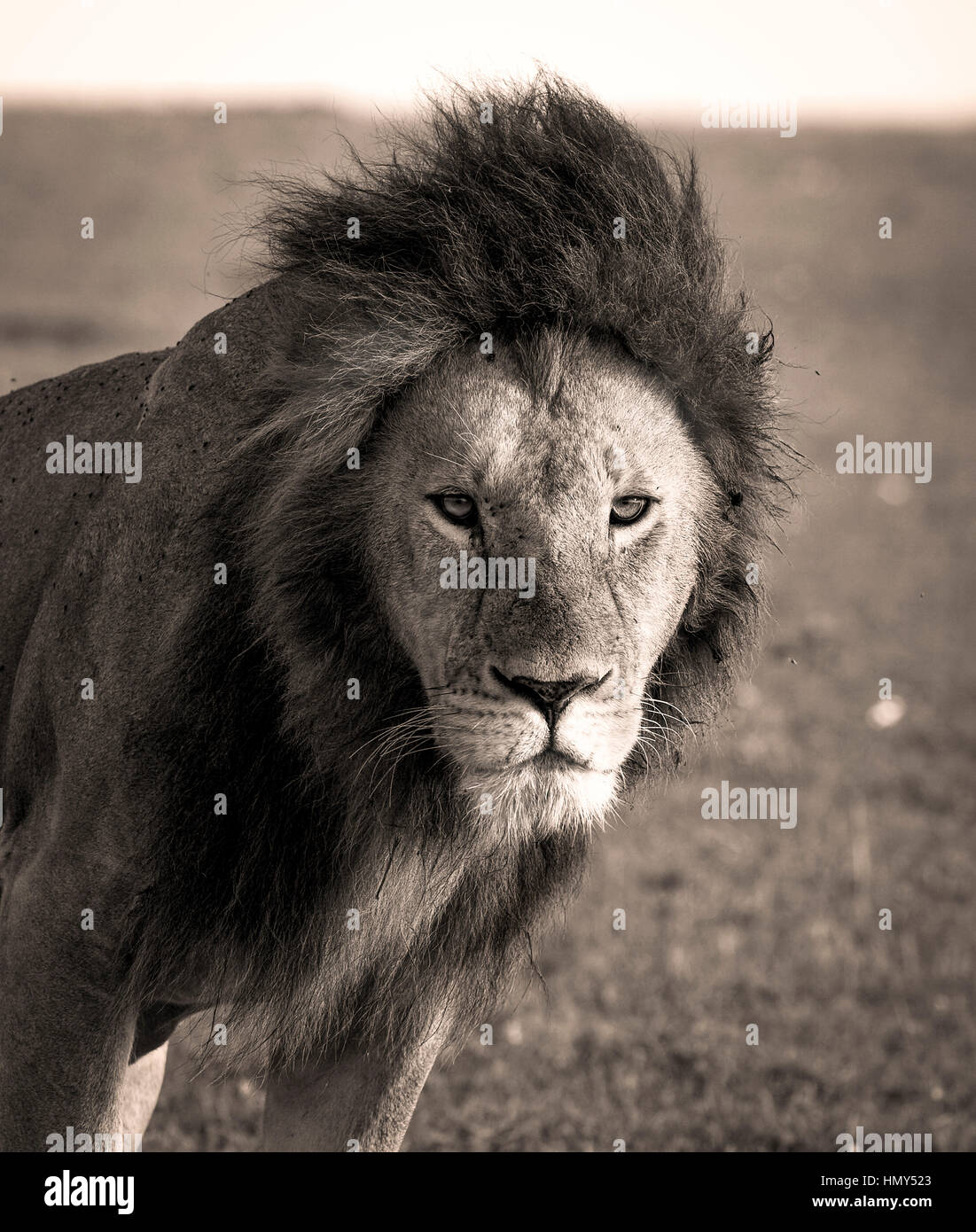 Beautiful male lion hi-res stock photography and images - Alamy
